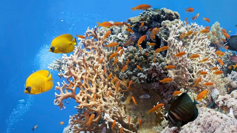 West Side Reefs