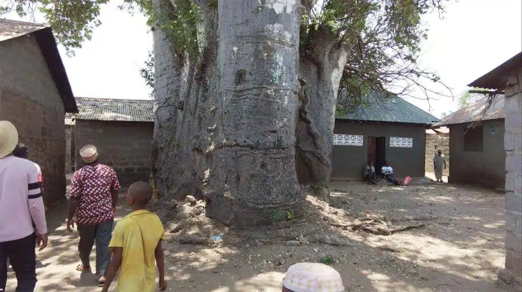 Old Baobab Trees