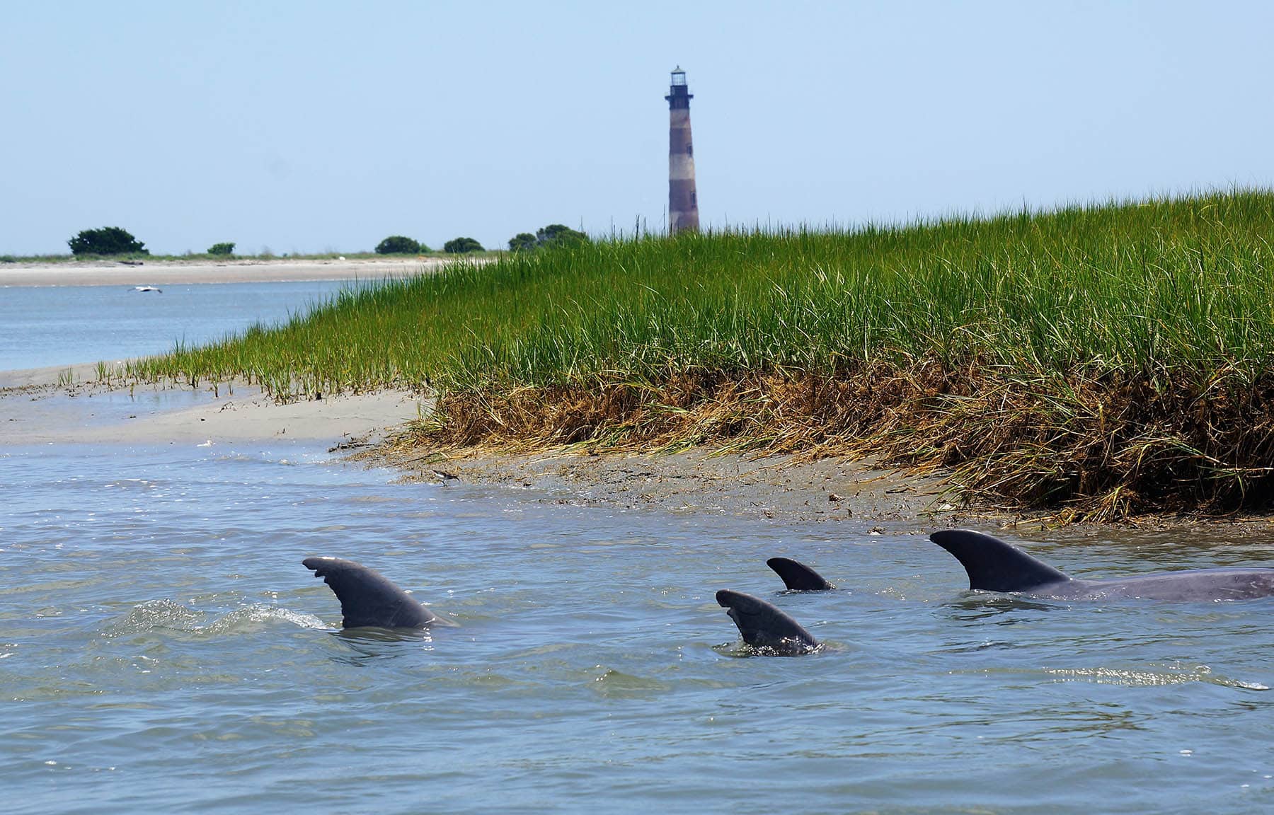 Folly Beach Dolphin Tour Experience