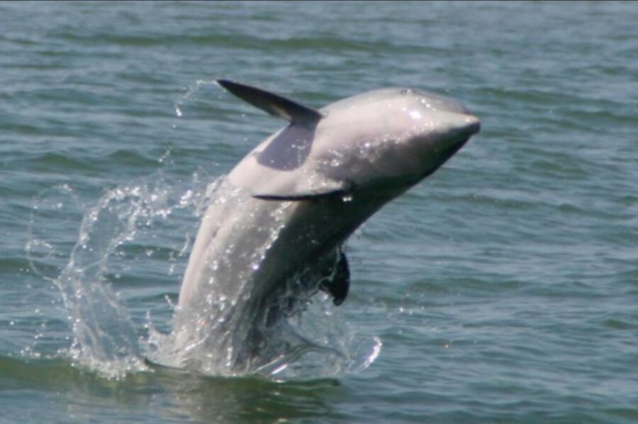 Your experience at Folly Beach Dolphin Tour