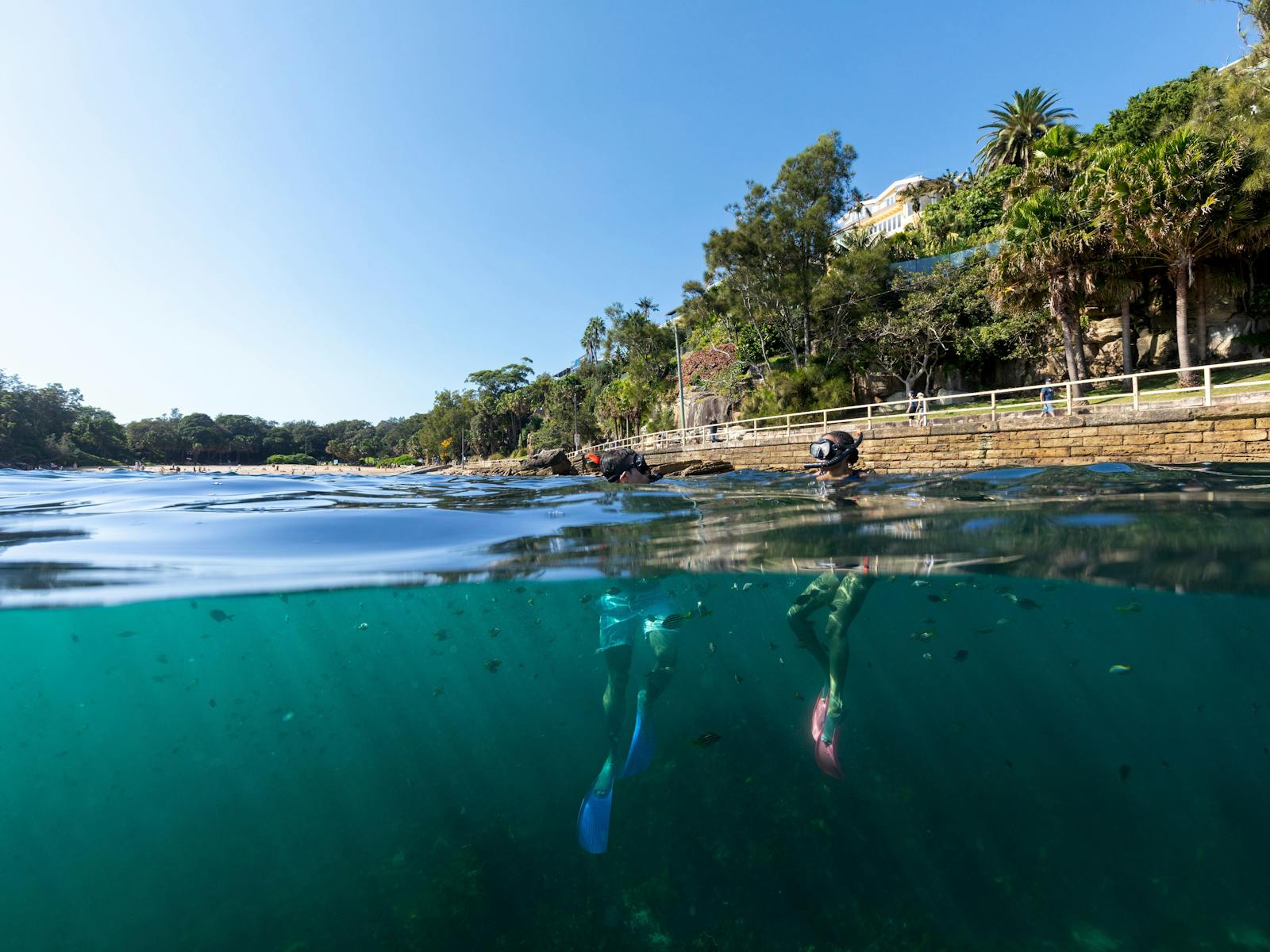 Shelly Beach Snorkel Tour