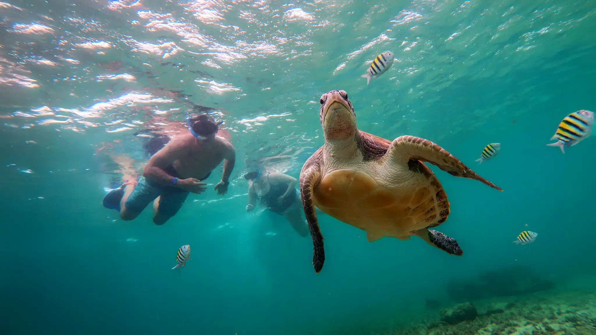 Your experience at Shelly Beach Snorkel Tour