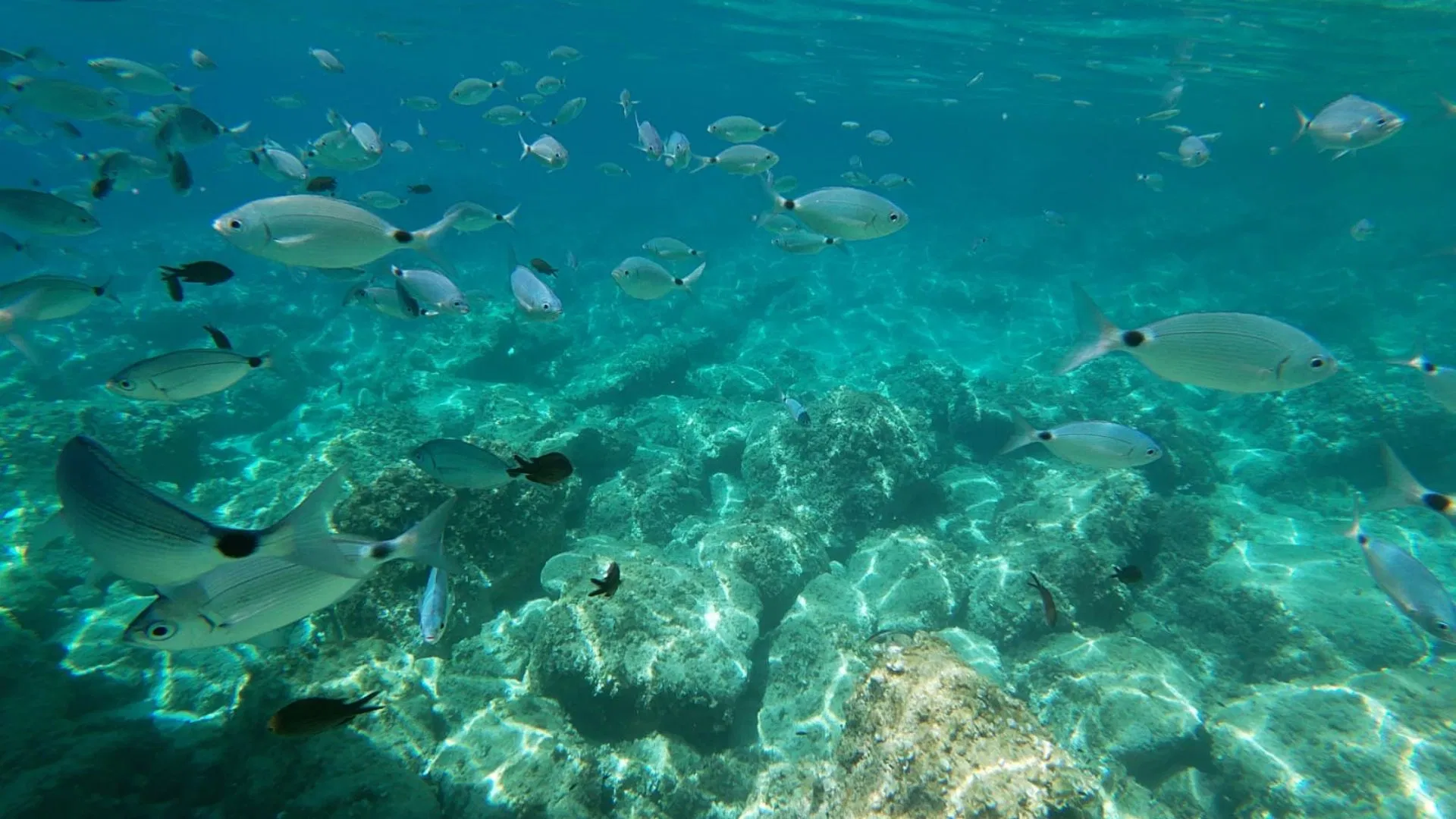 Snorkeling Alghero