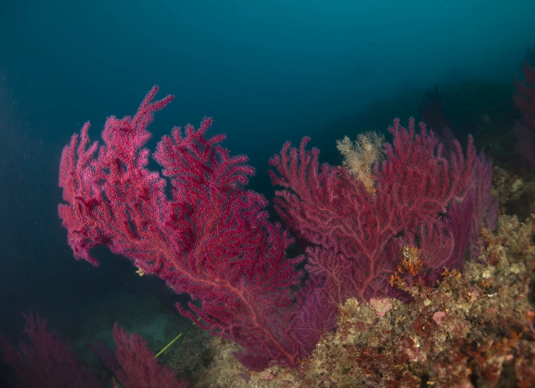 Your experience at Snorkeling Alghero