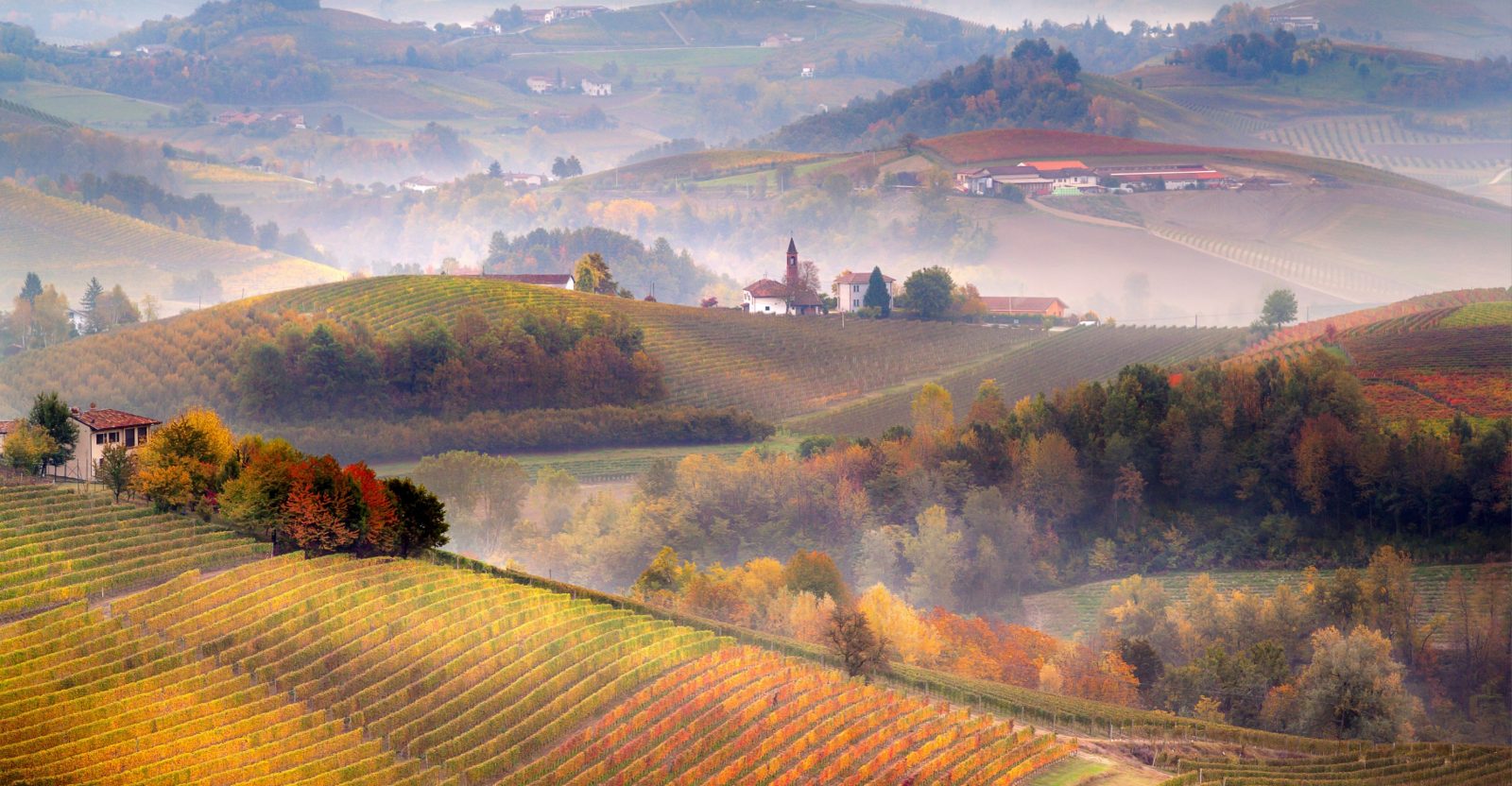 Langhe Truffle Hunting Tour Experience