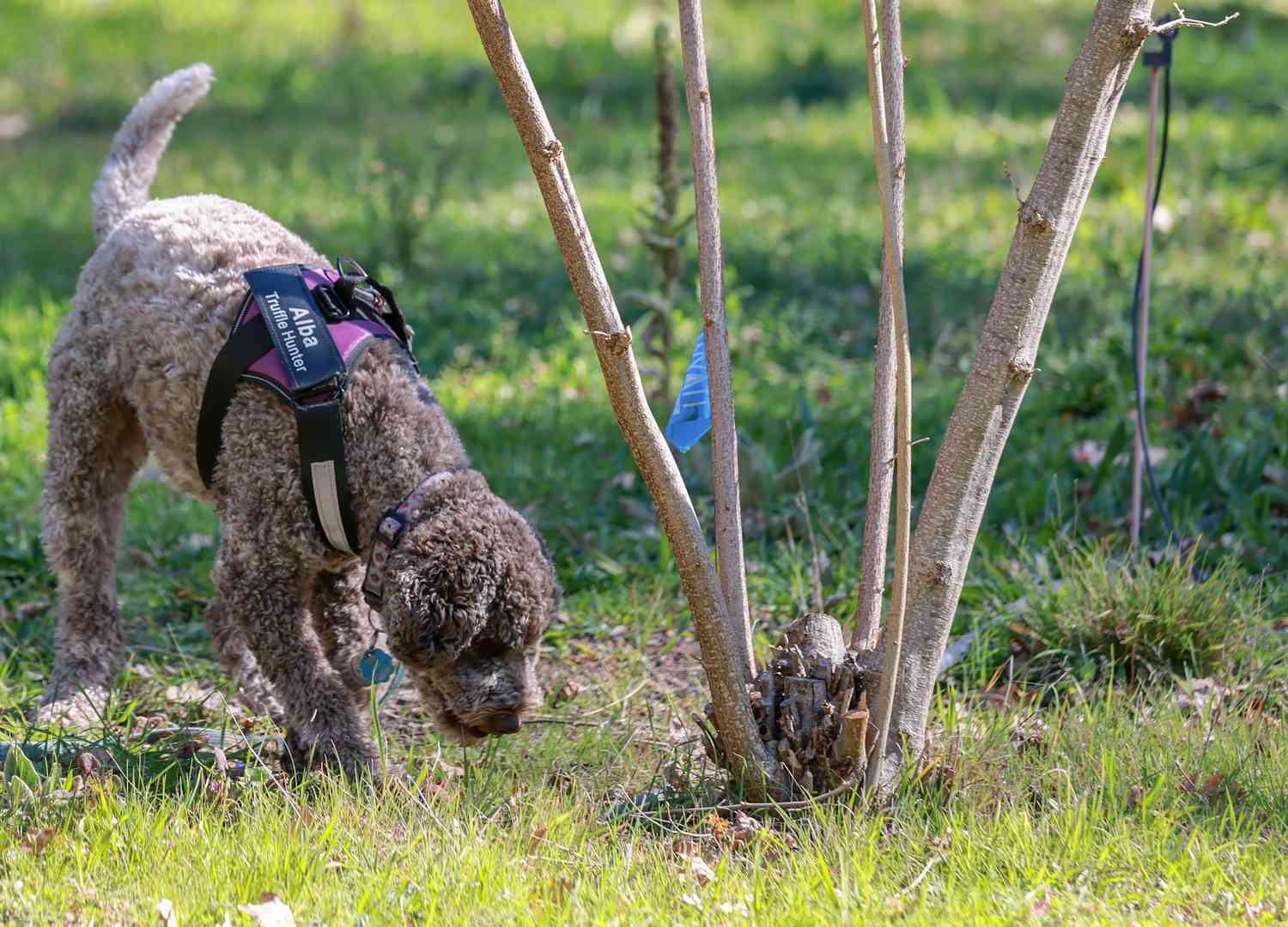 Forest Trek