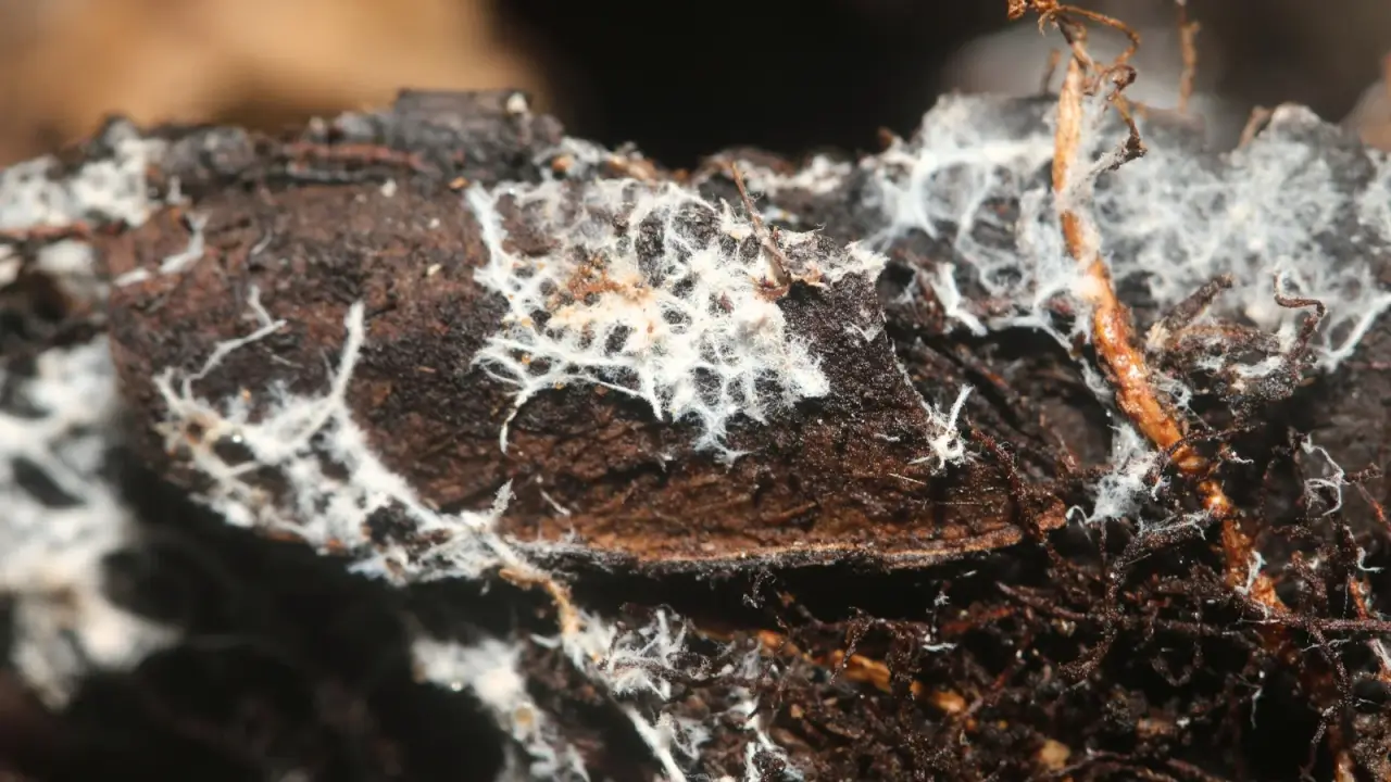 Truffle Mycelium