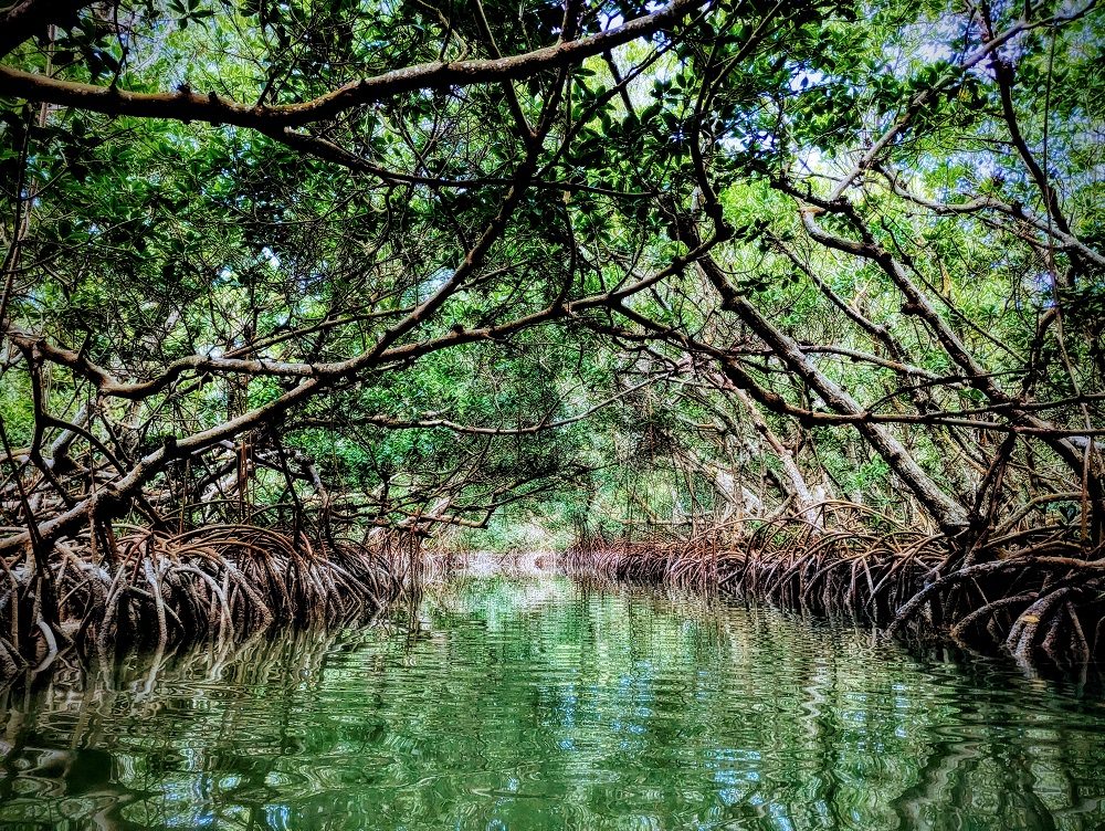 Mangrove Tunnels
