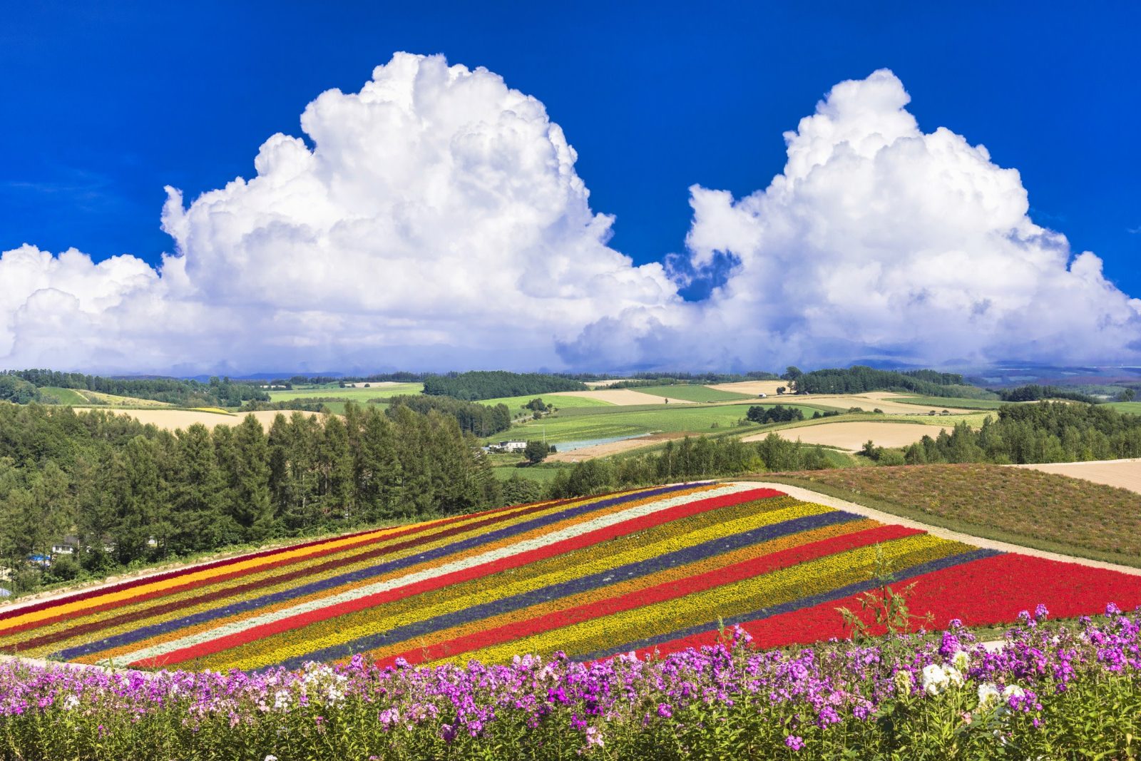 Furano Biei Tour From Sapporo