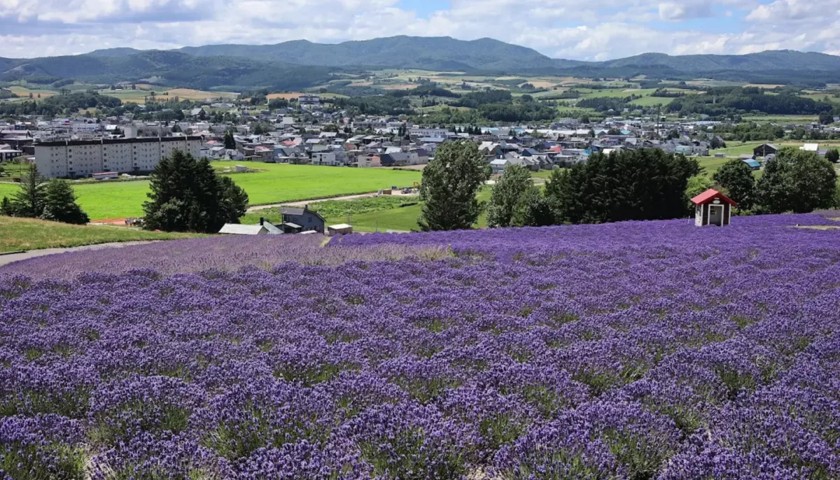 Saika Farm
