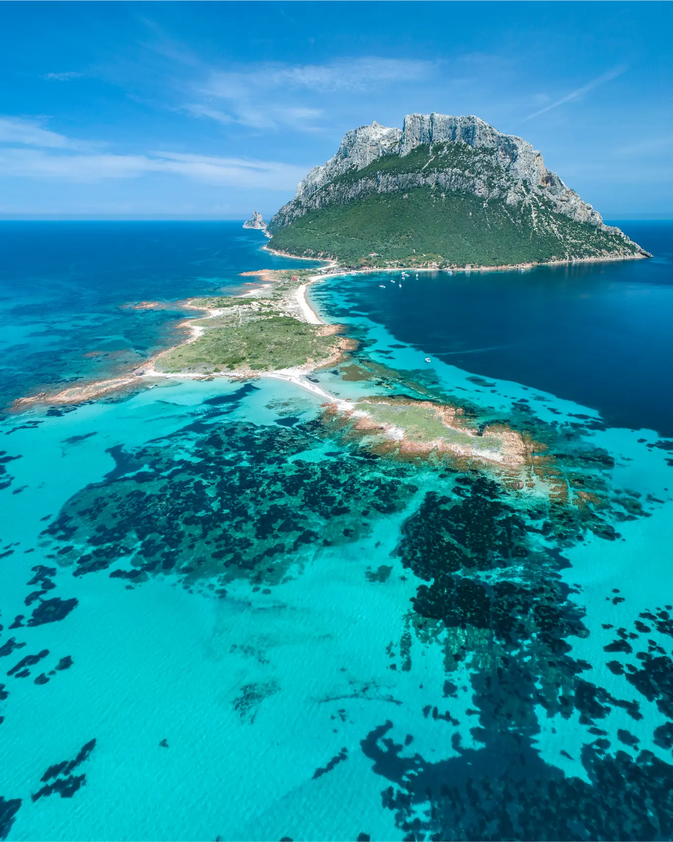 Olbia Dolphin Tour Marine Experience