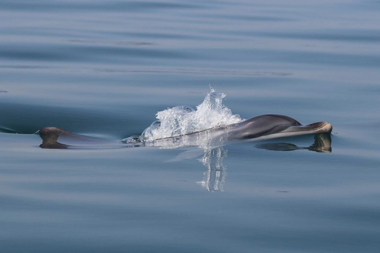 Your experience at Olbia Dolphin Tour