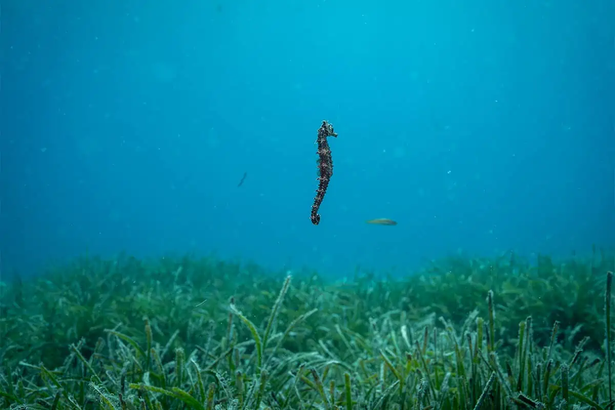 Marine Habitat Zone