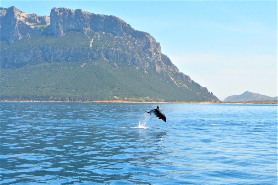Olbia Dolphin Tour