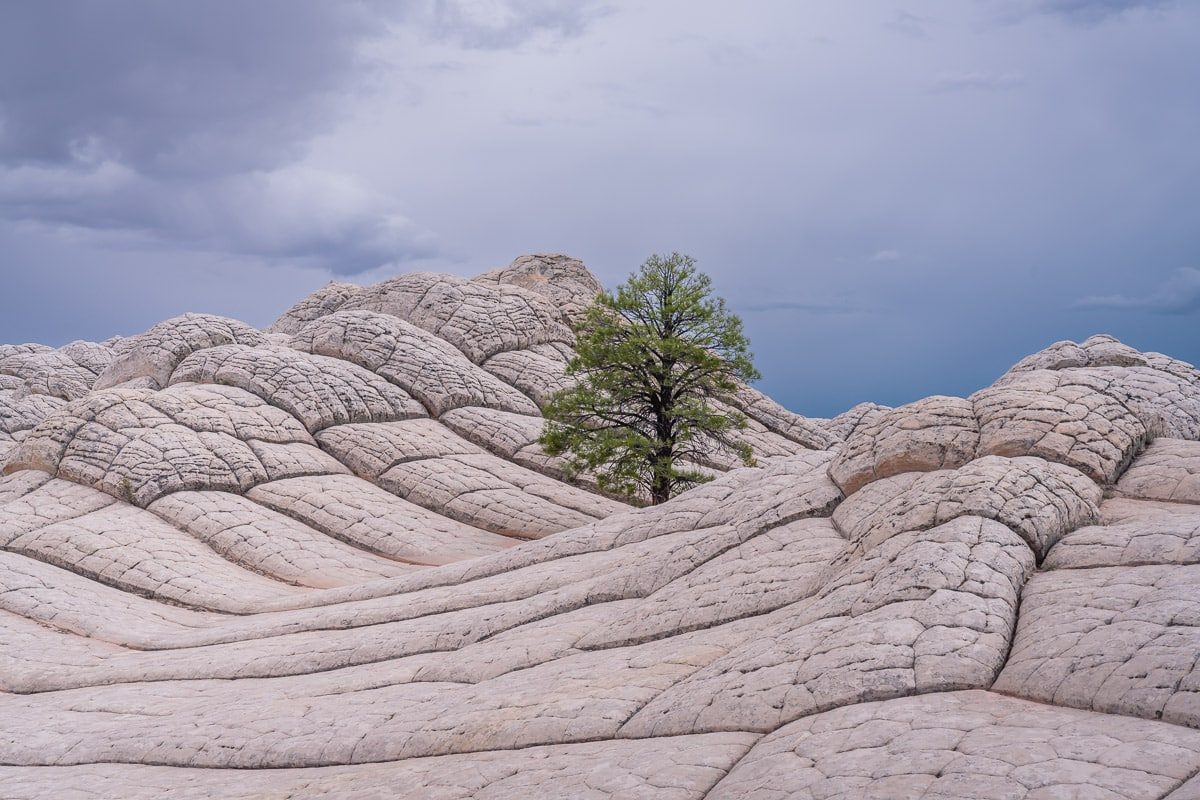 The White Pocket Tree