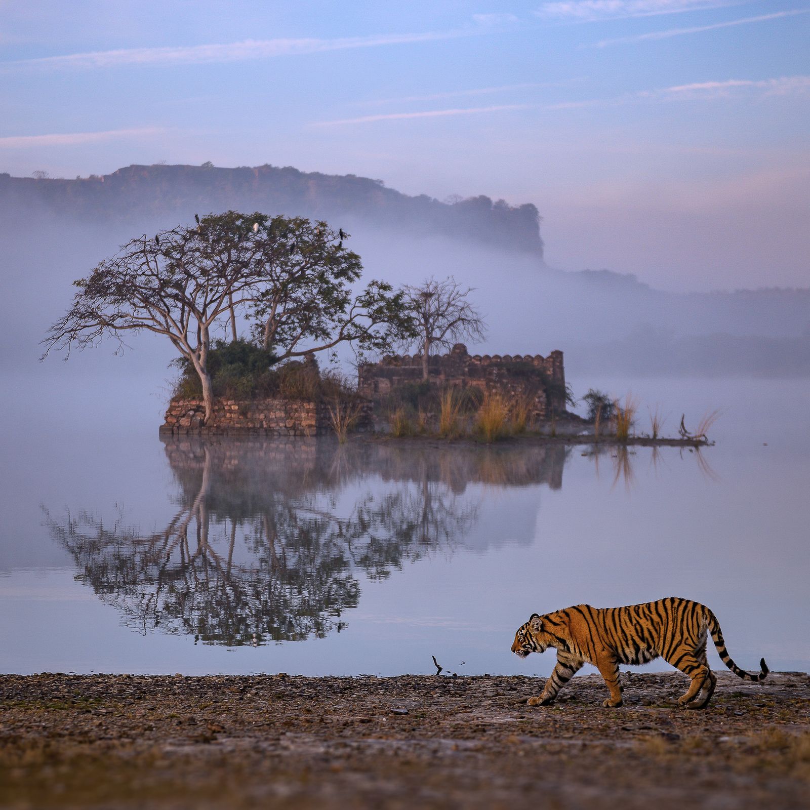 Ranthambore Tour from Jaipur Overview
