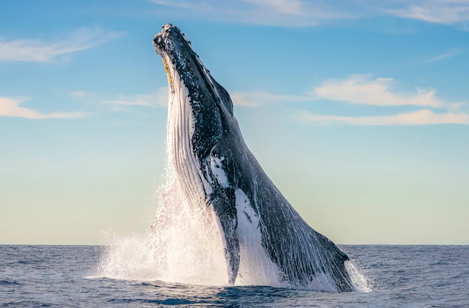 Noosa Whale Watching Cruises