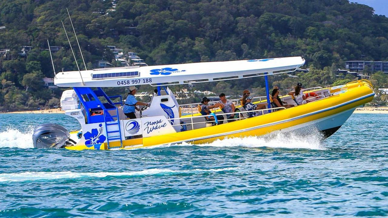 Your experience at Noosa Whale Watching