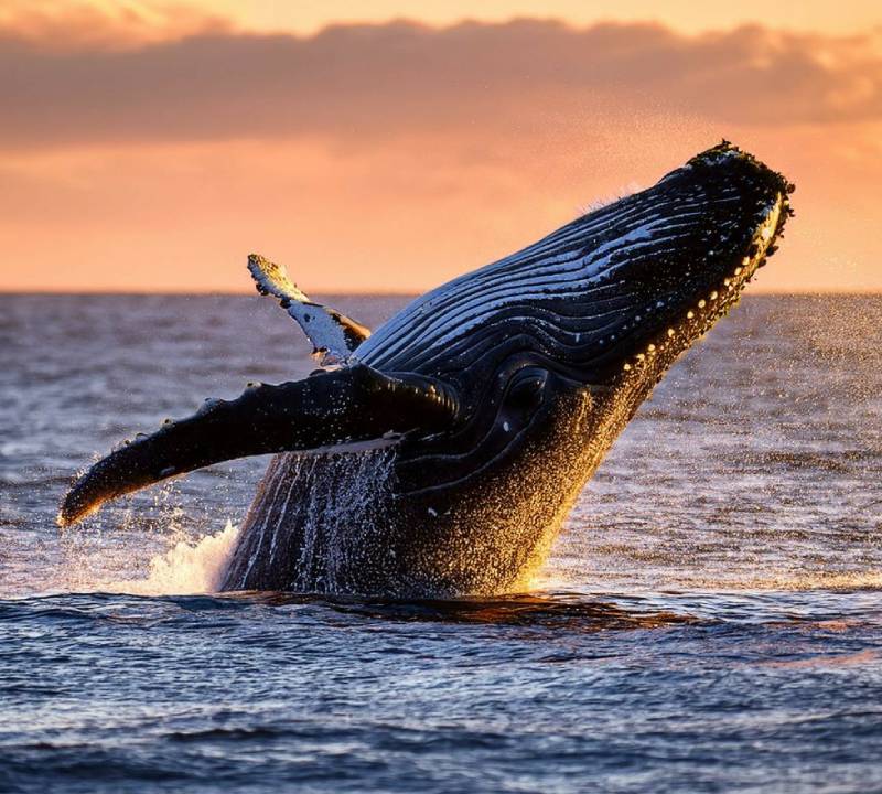 Noosa Whale Watching