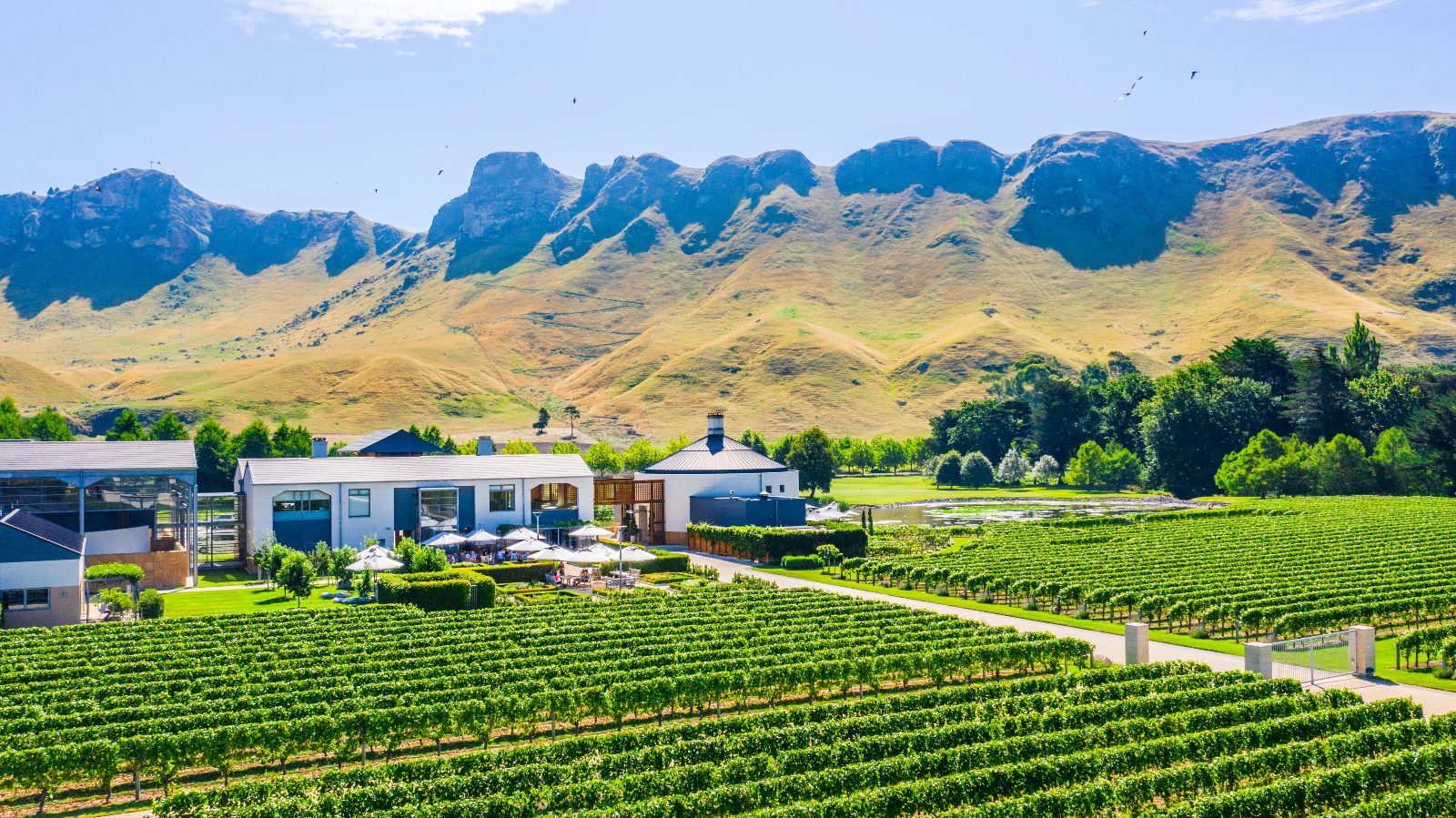 Napier Wine Tours Through Hawke's Bay Vineyards