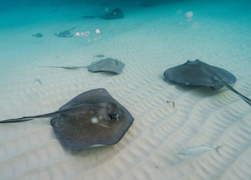 Southern Stingrays