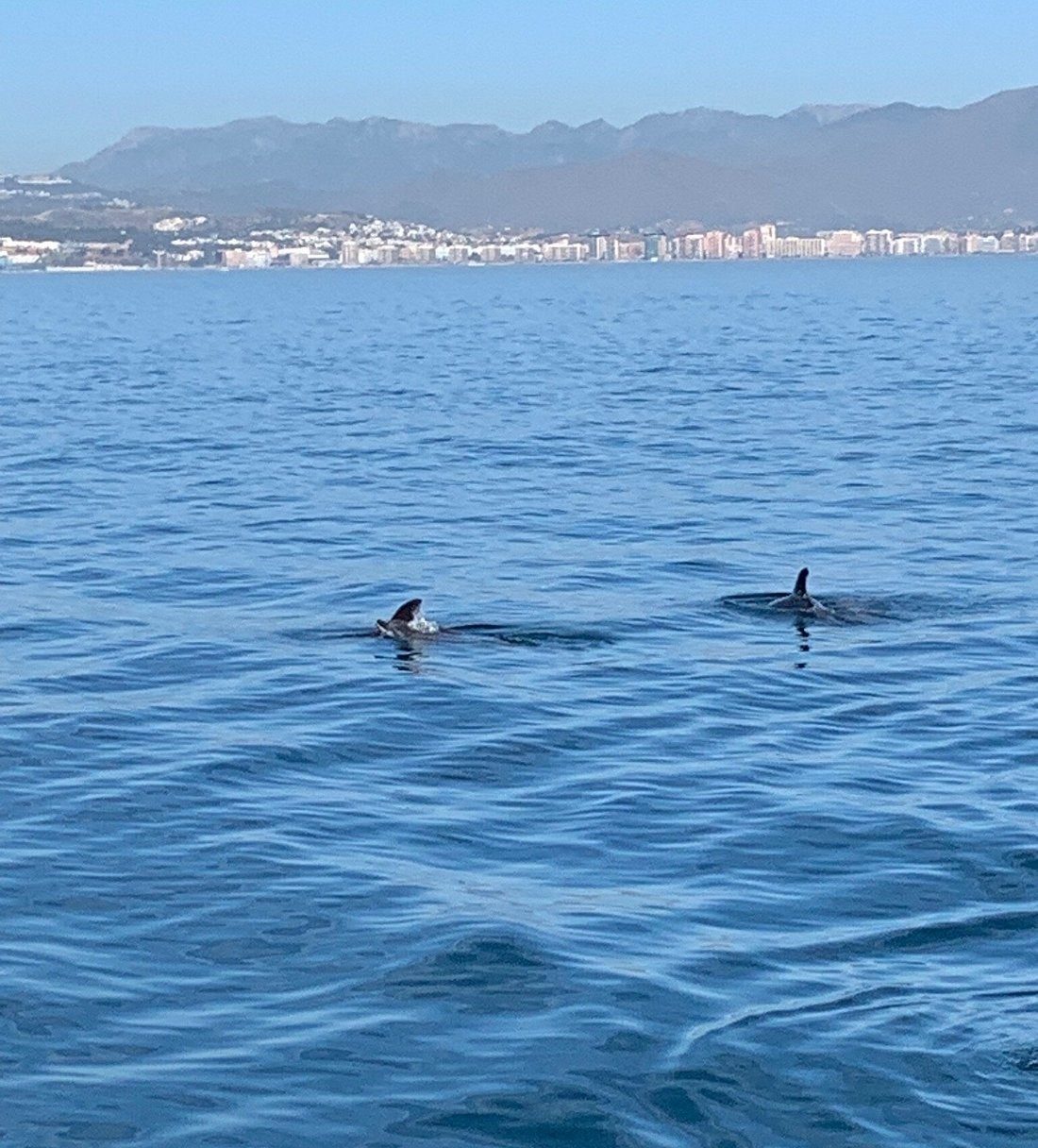 Fuengirola Dolphin Watching