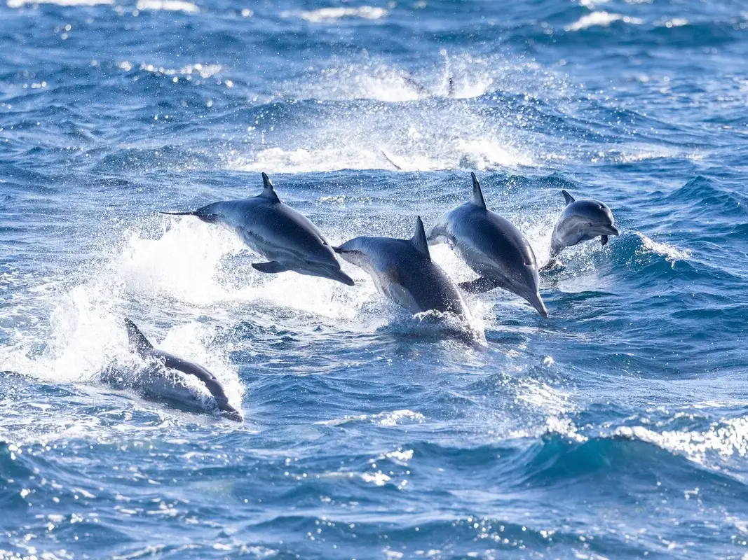Your experience at Fuengirola Dolphin Watching