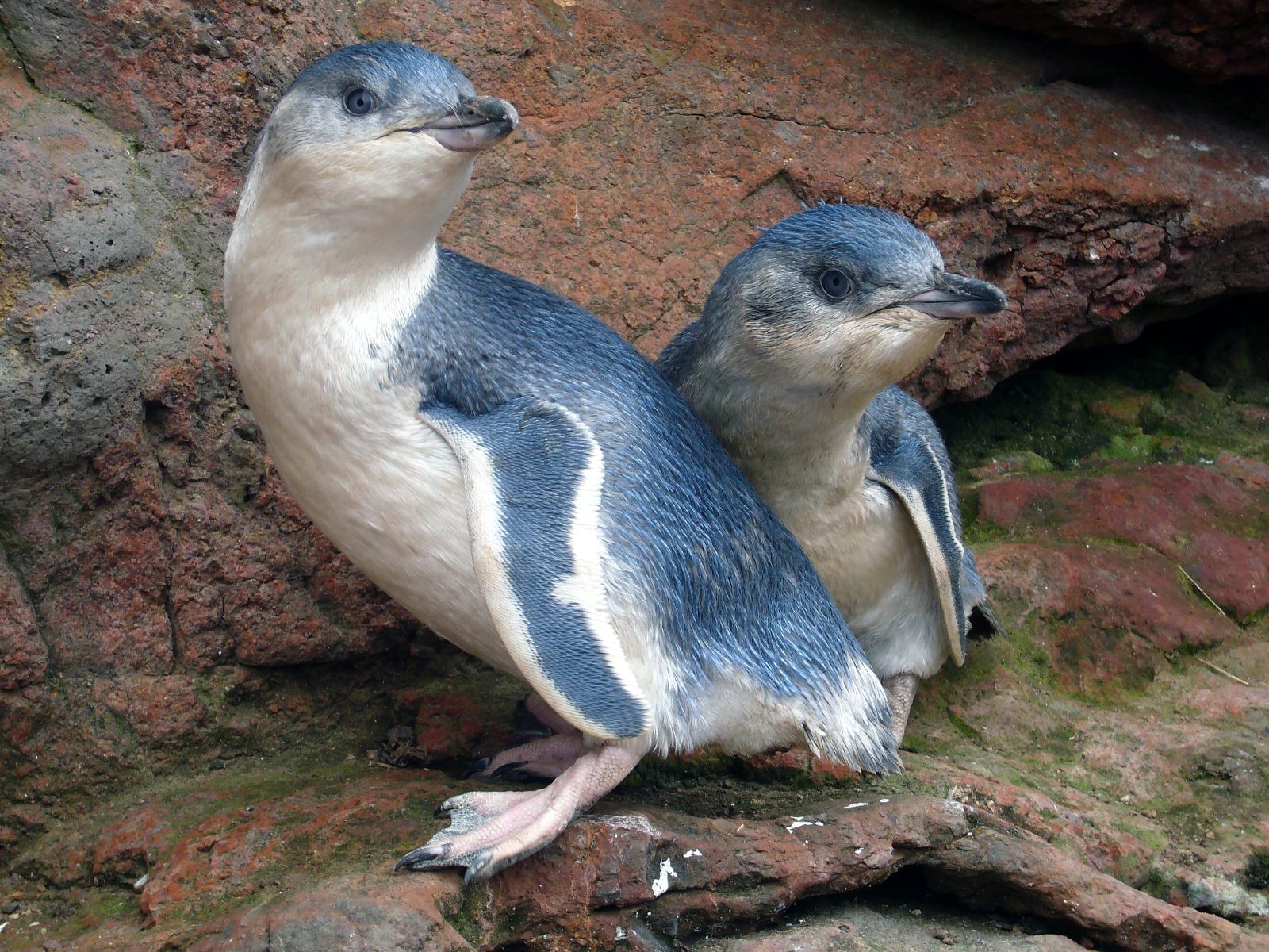 Akaroa Penguin Tour