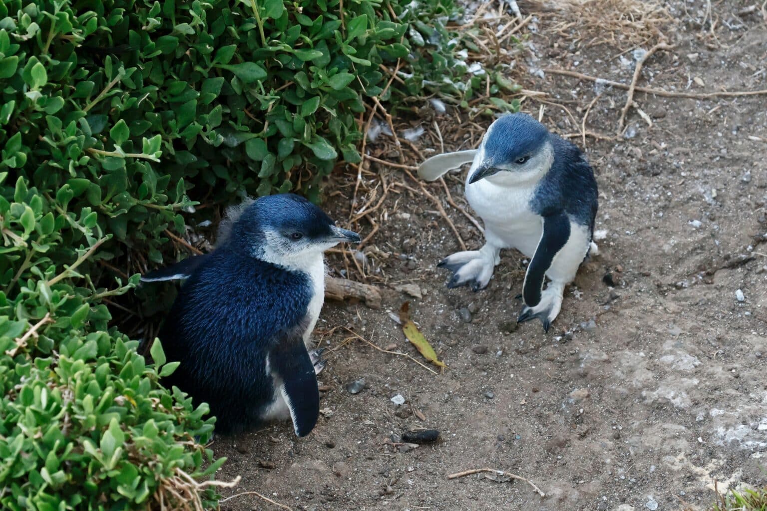Your experience at Akaroa Penguin Tour