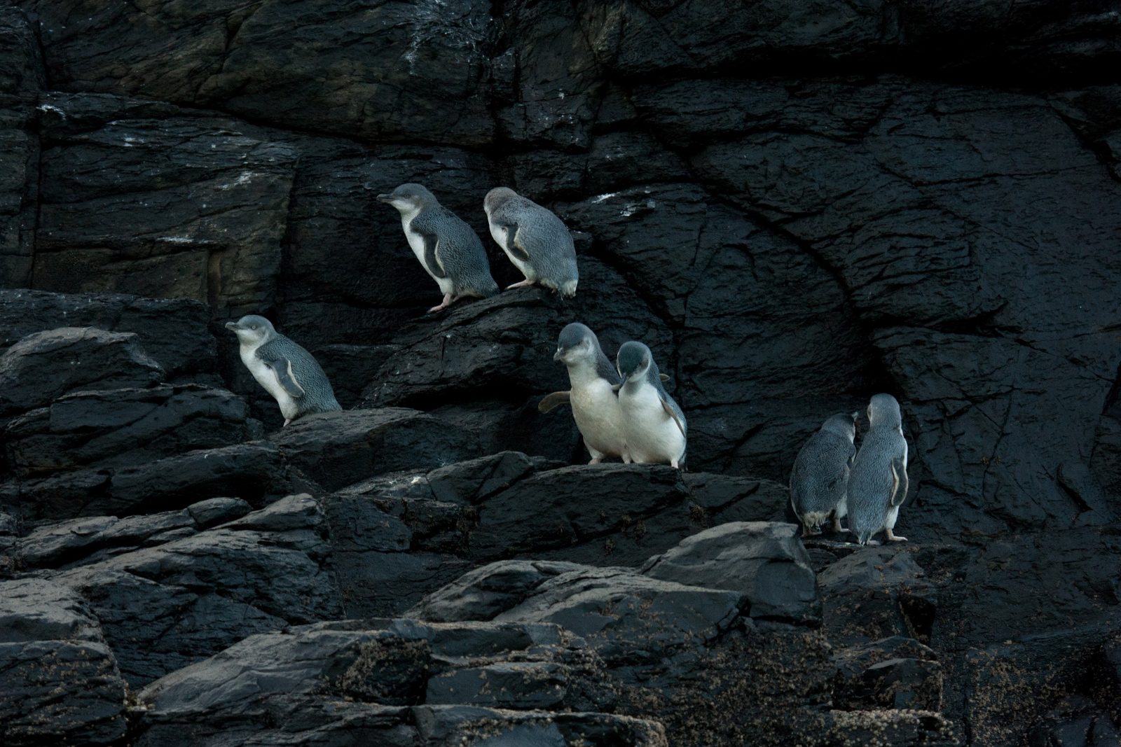 Pohatu Penguin Colony