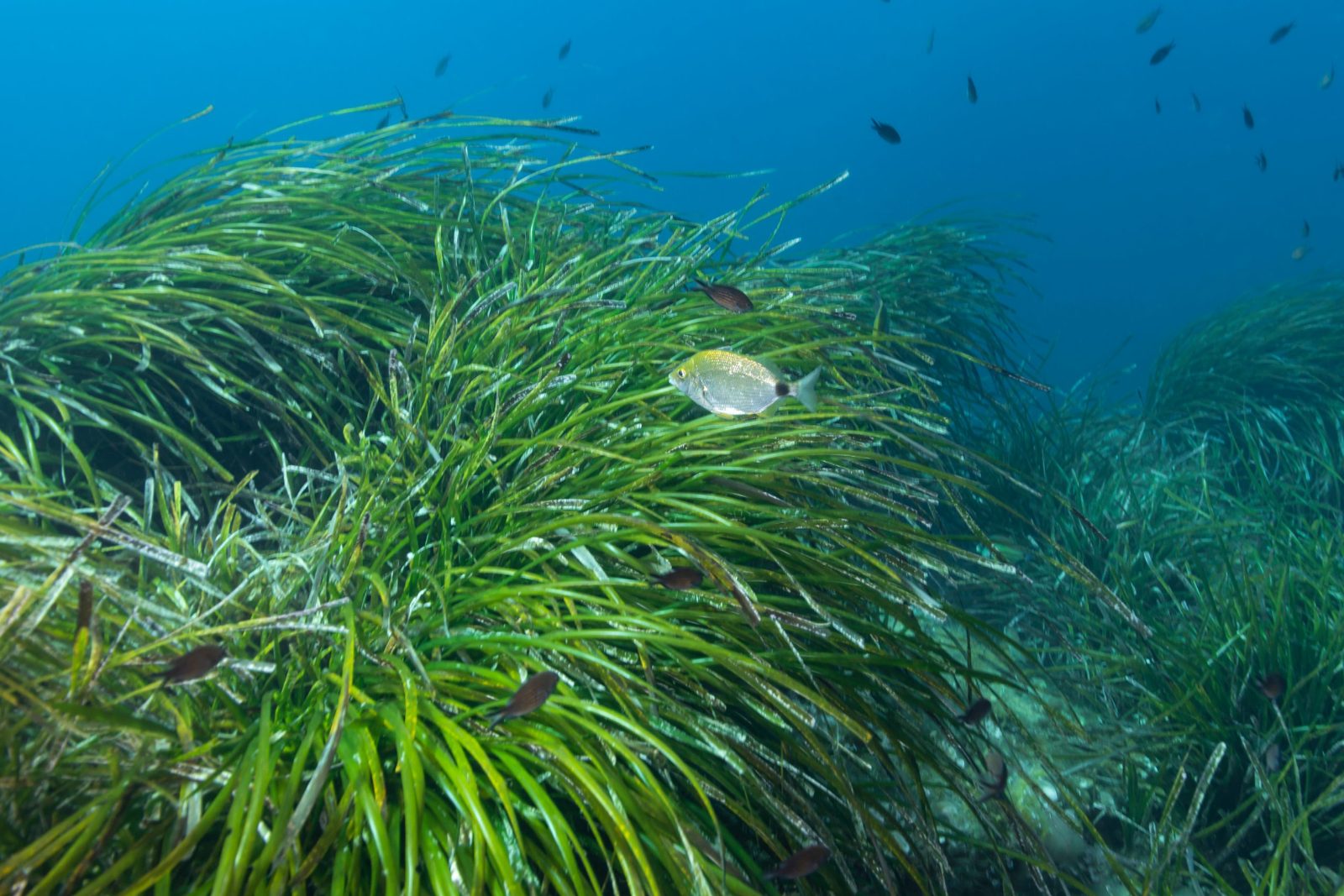 Your experience at Snorkeling Calvi
