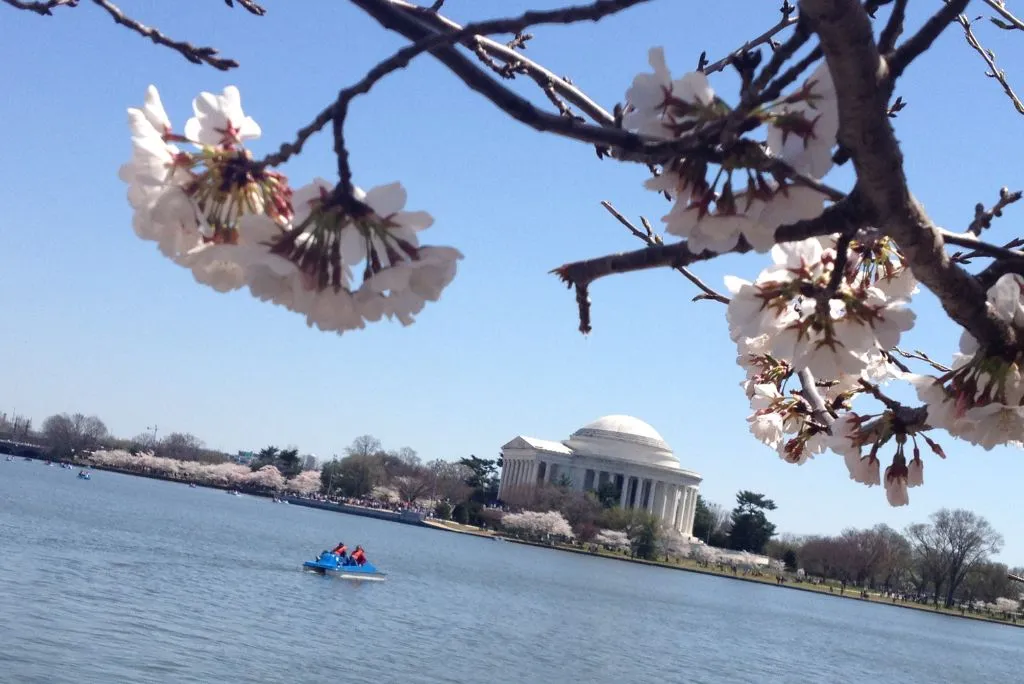 Tidal Basin Paddle Boats Experience