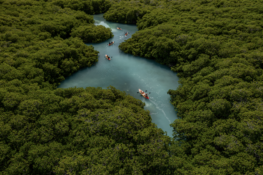 Bonaire Mangrove Tour