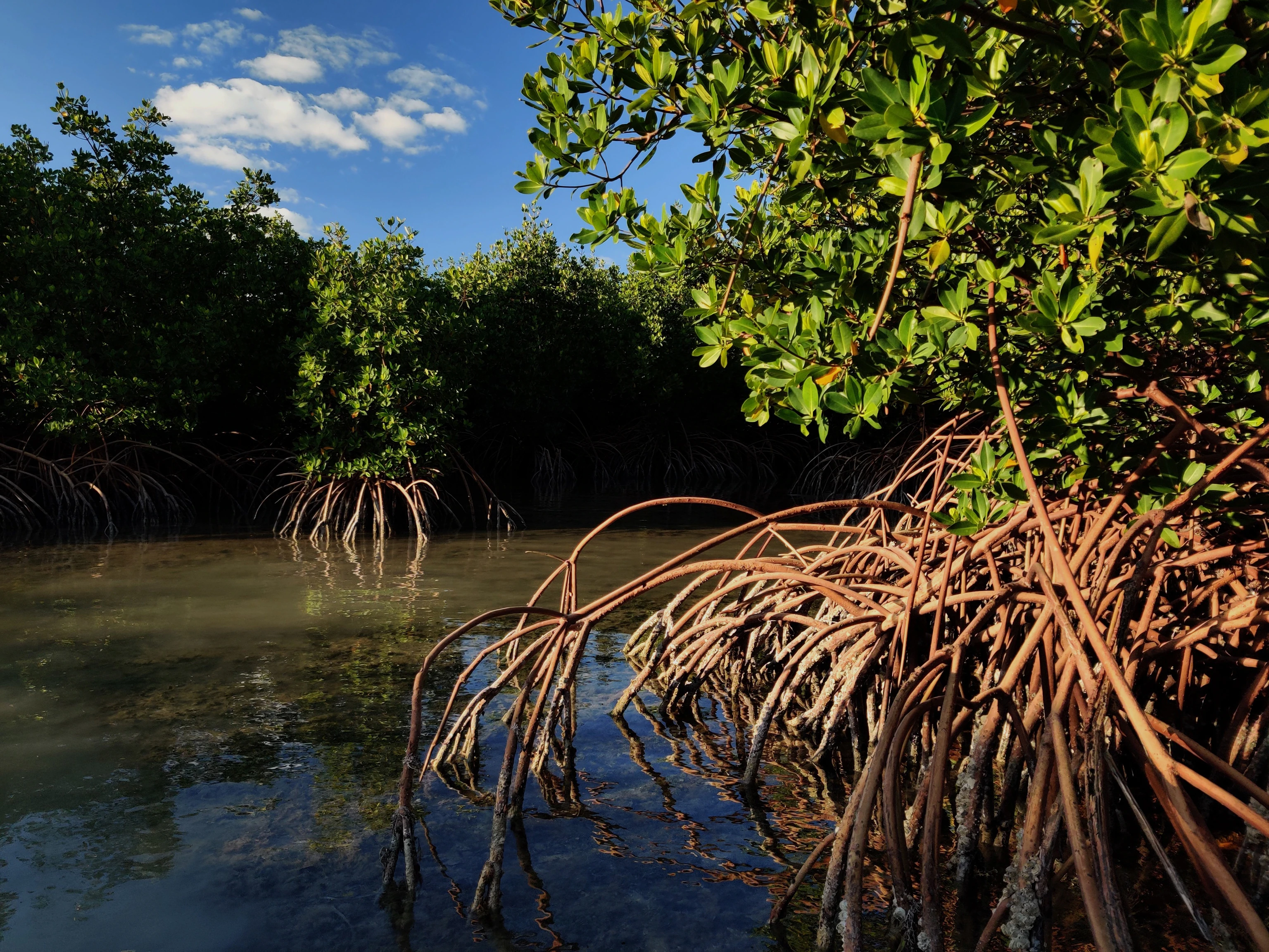 Explore Lac Bay's Bonaire Mangrove Tour
