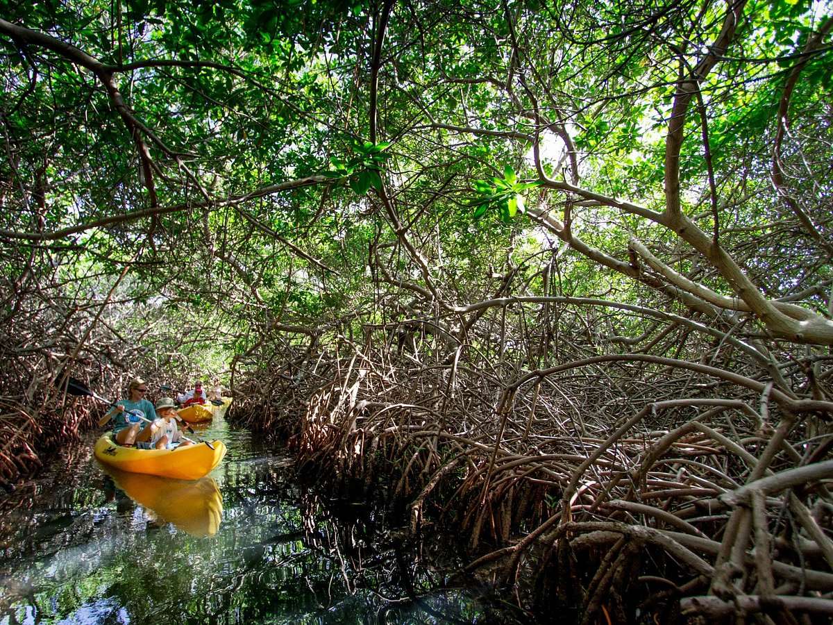 Your experience at Bonaire Mangrove Tour