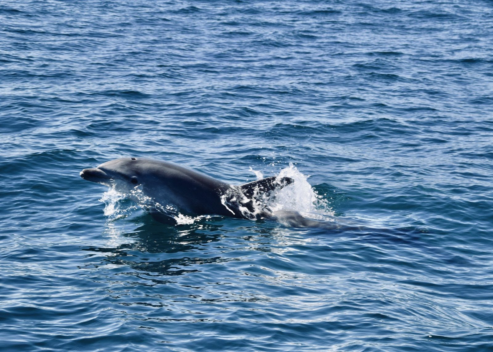 Dolphin Habitat
