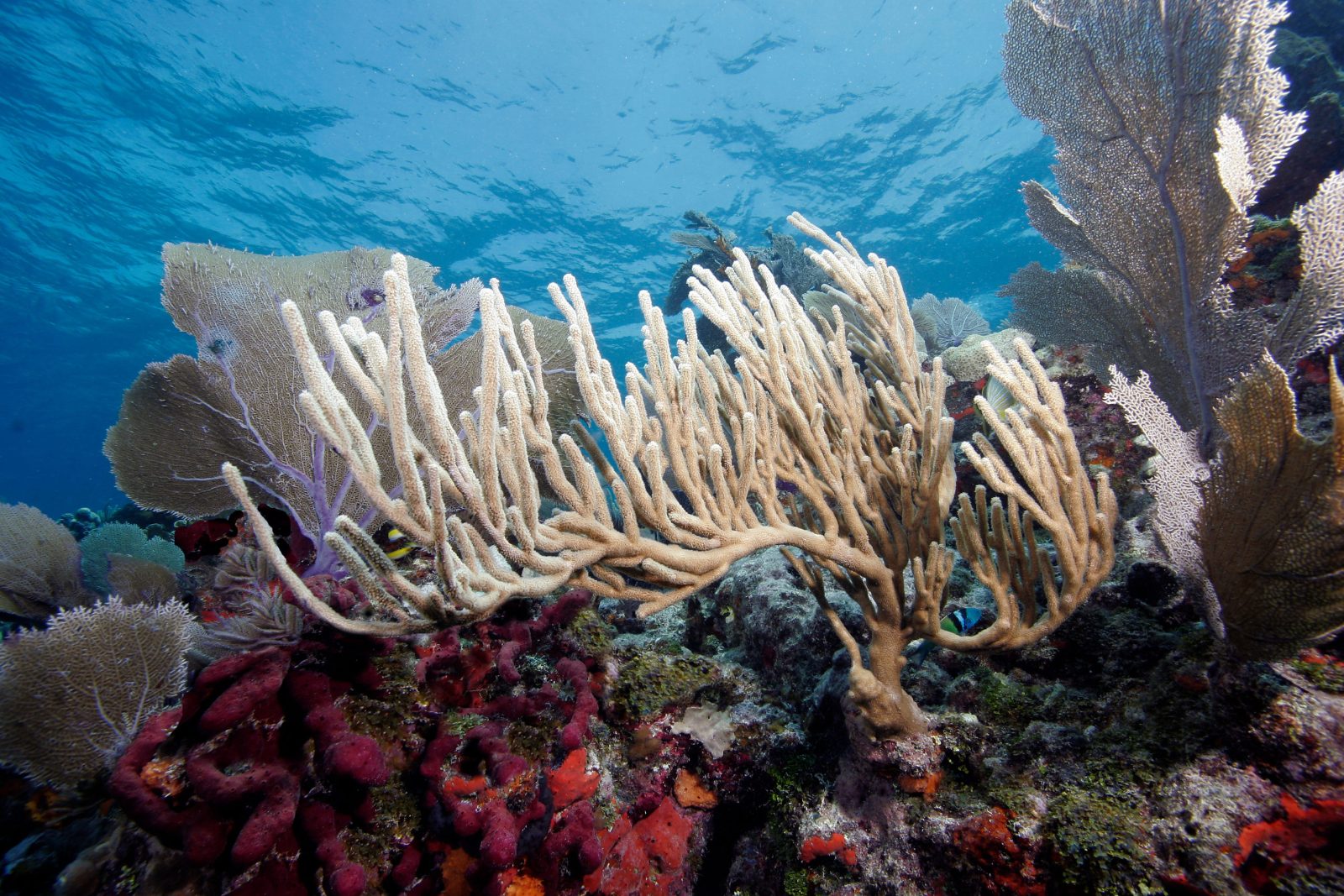 Key Largo Snorkeling Tour Experience