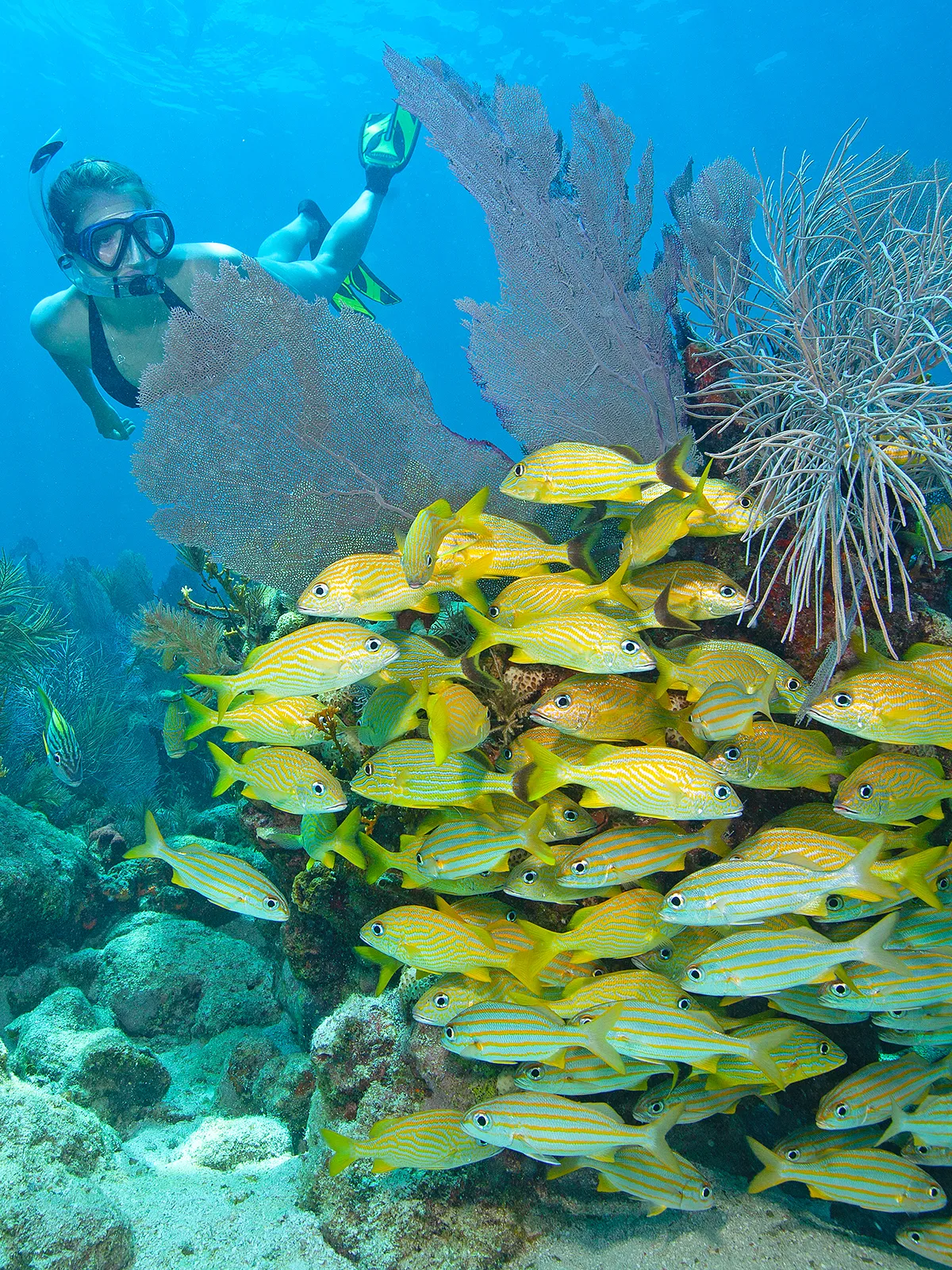 Molasses Reef