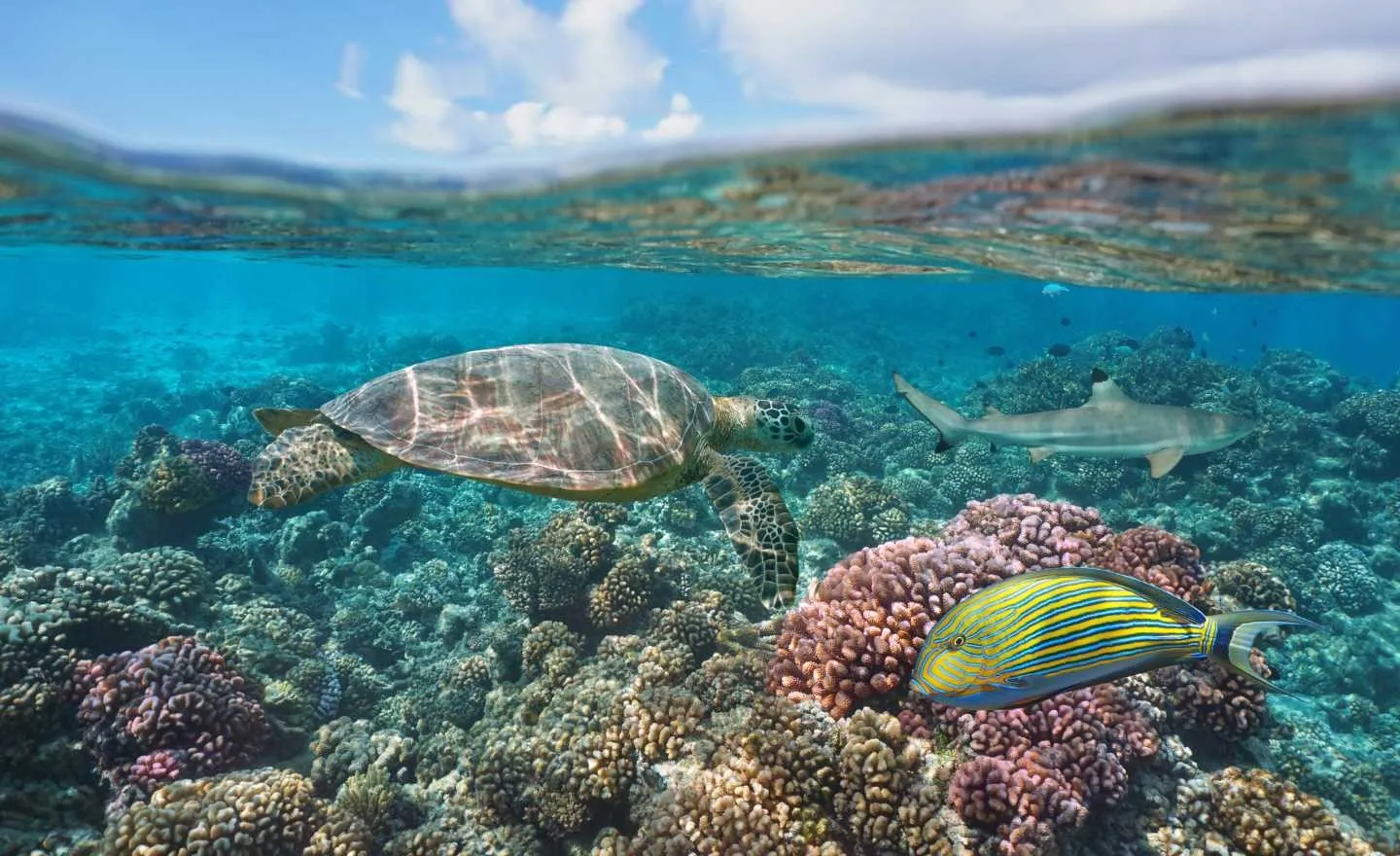 French Reef