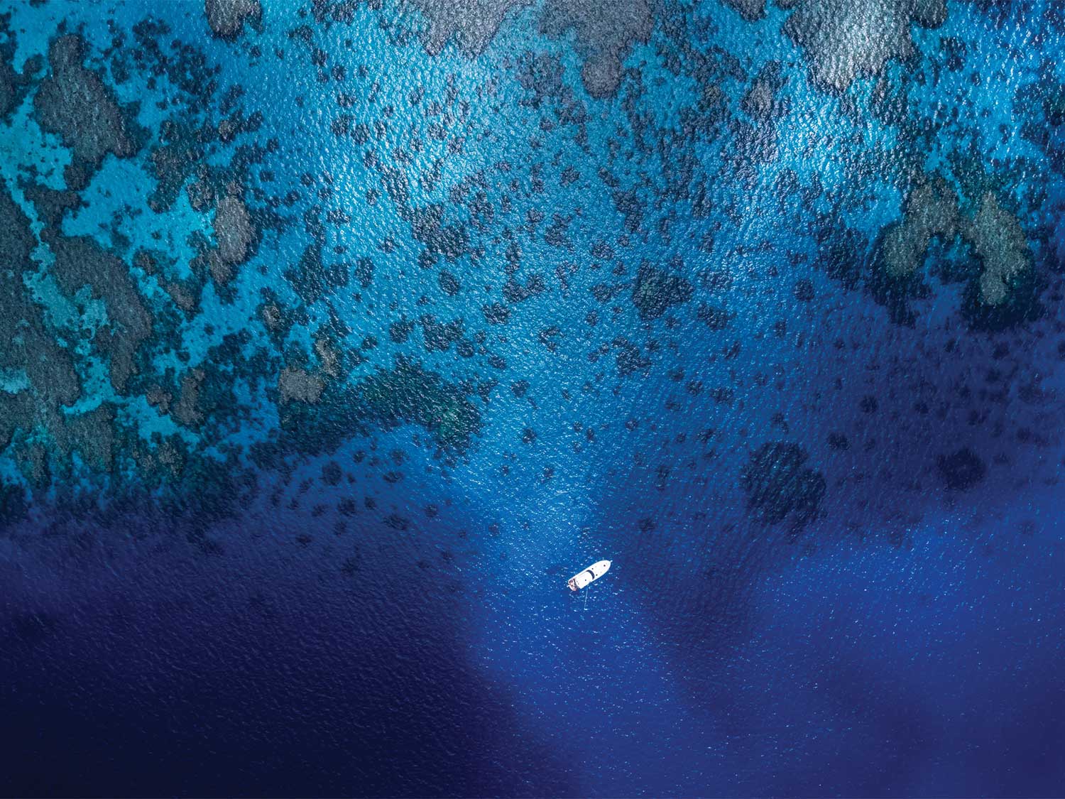 Black Reef