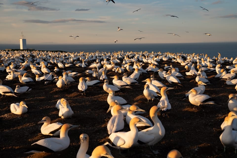 Cape Kidnappers Gannet Tour