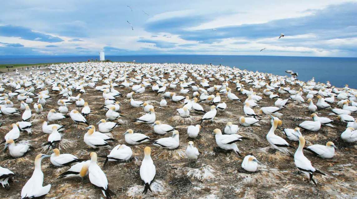 Cape Kidnappers Gannet Tour Overview