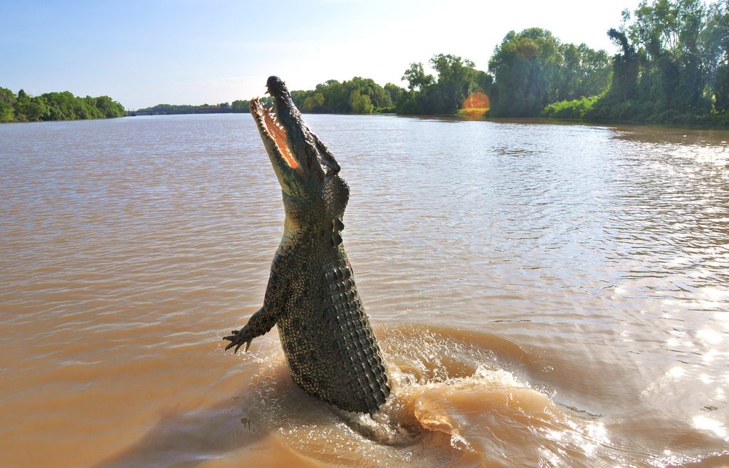 Your experience at Jumping Crocodile Cruise Darwin