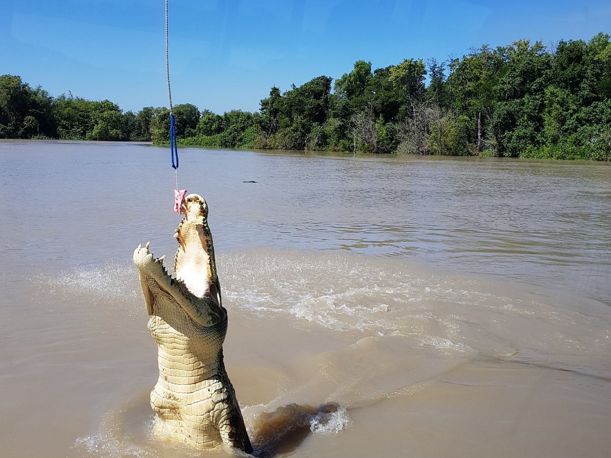 Jumping Crocodile Cruise Darwin Experience
