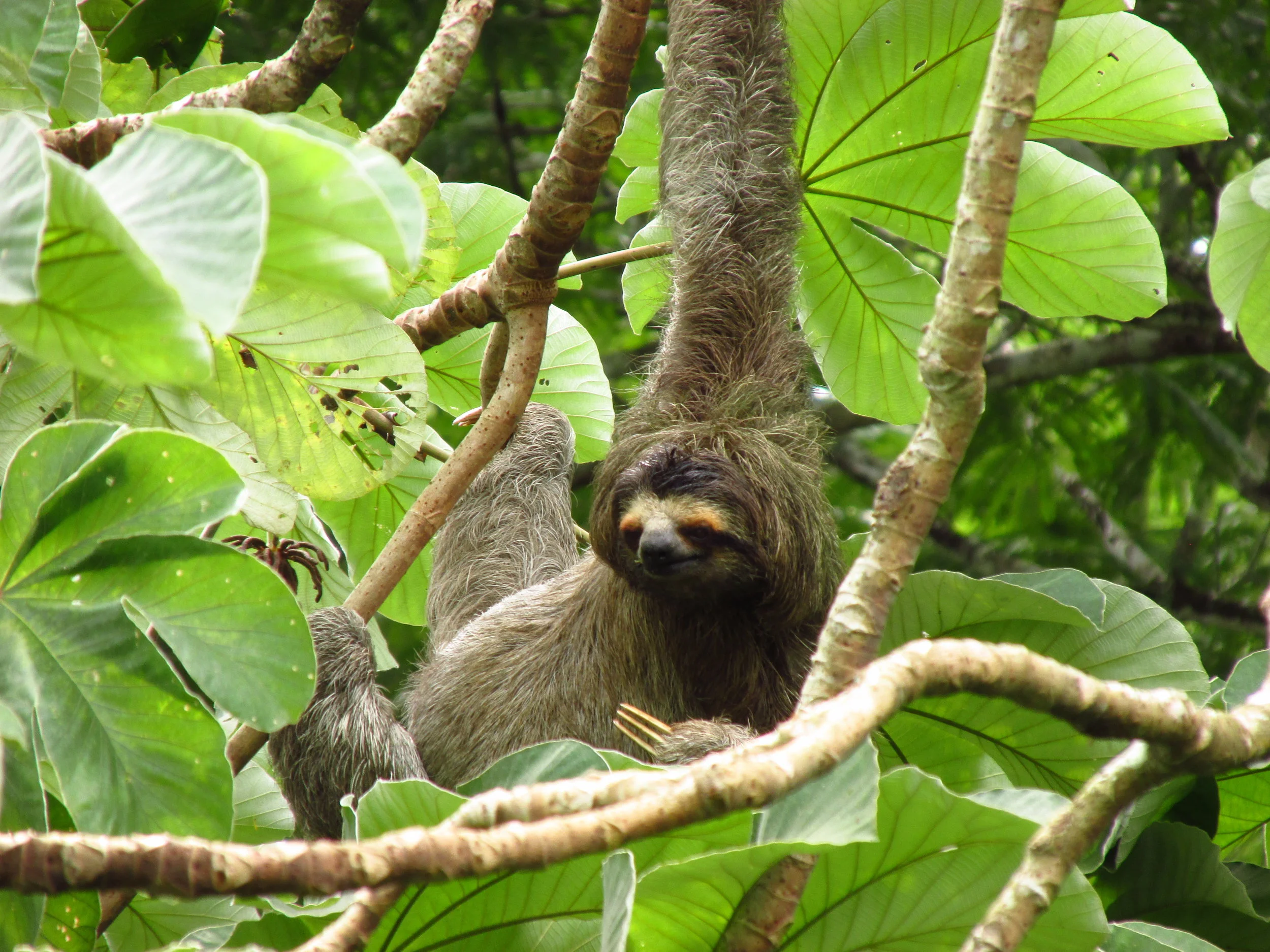Your experience at La Fortuna Sloth Tour