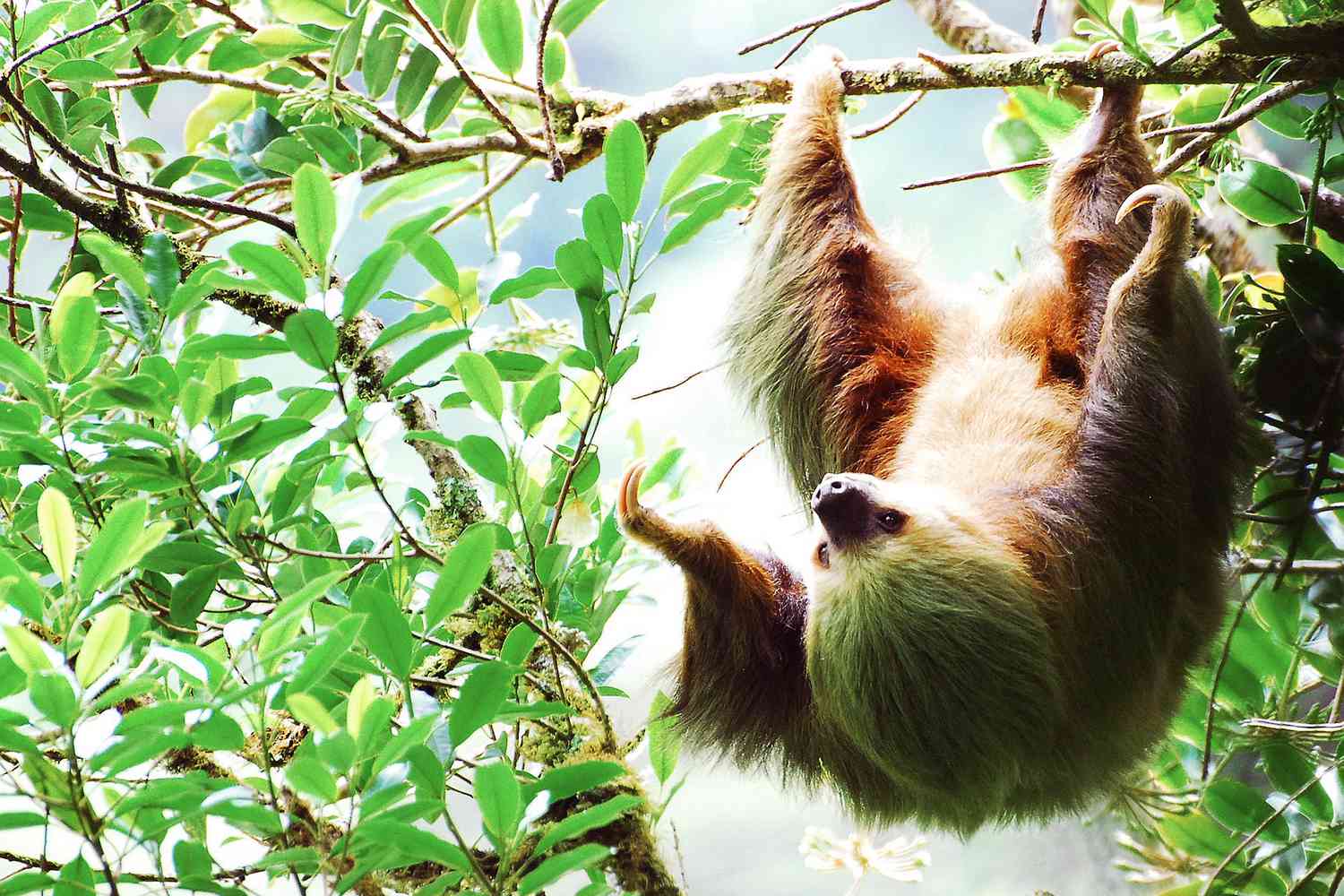 La Fortuna Sloth Tour Experience