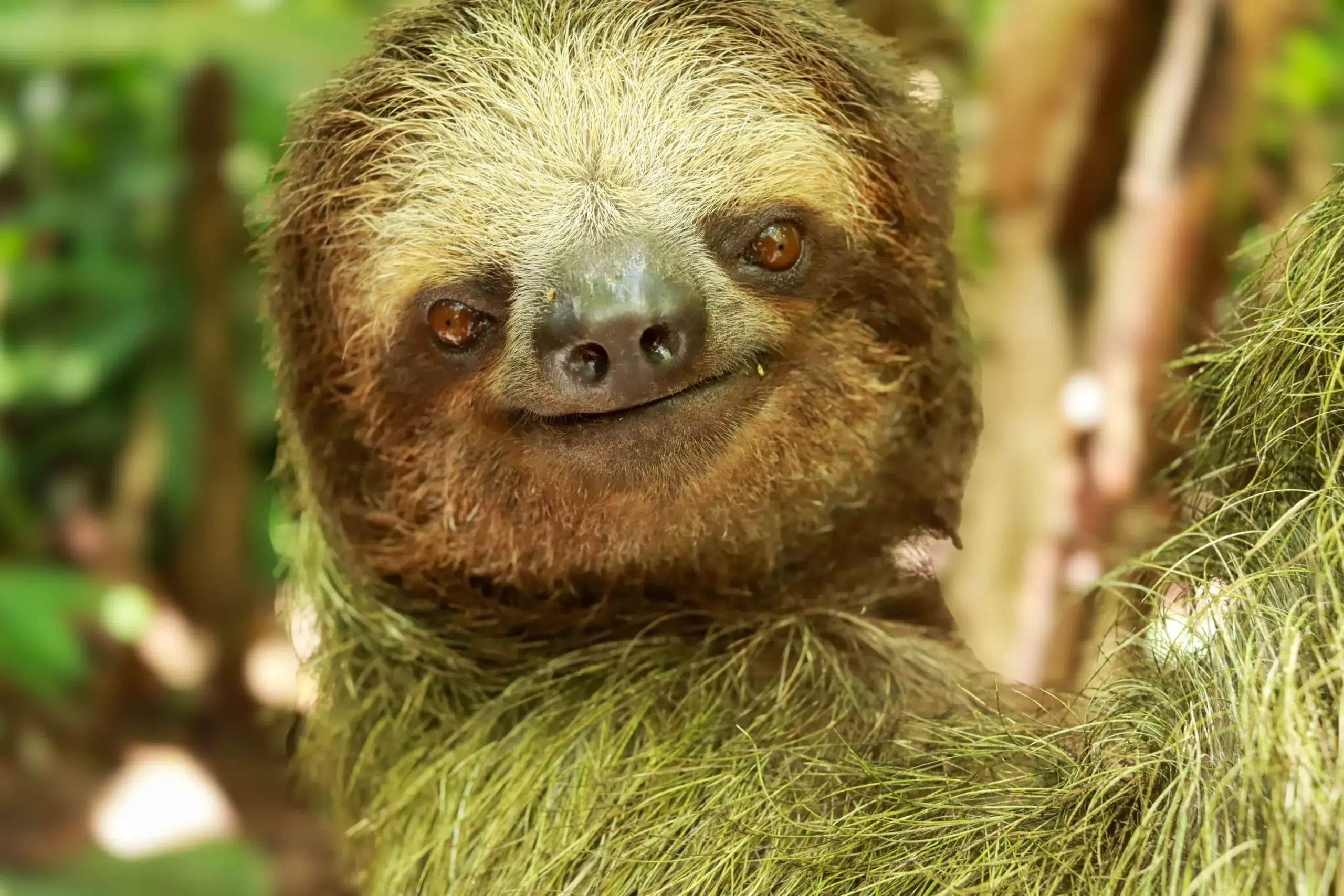 La Fortuna Sloth Tour