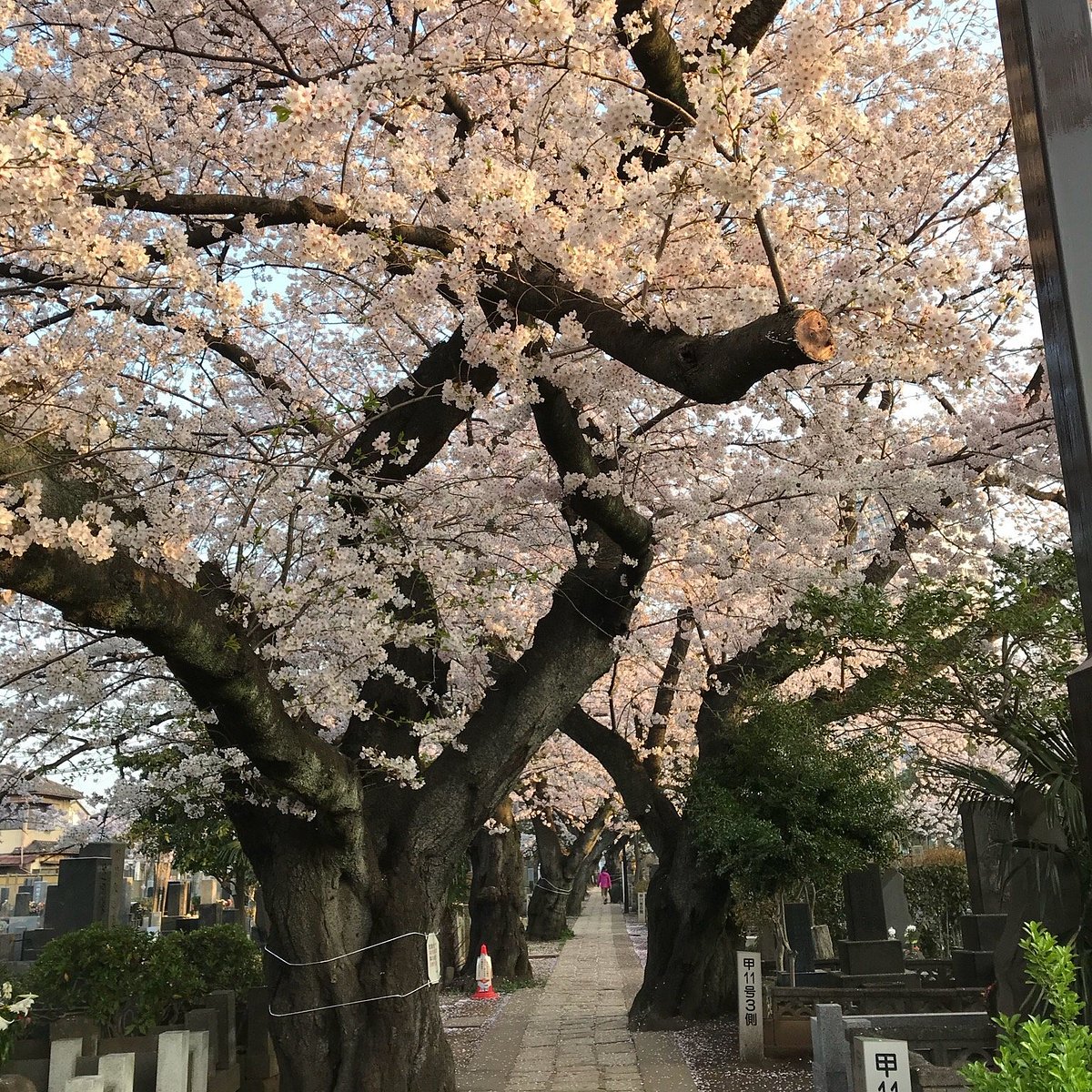 Yanaka Cemetery