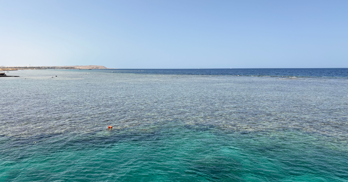 Marsa Mubarak Dugong Tour Snorkeling Experience