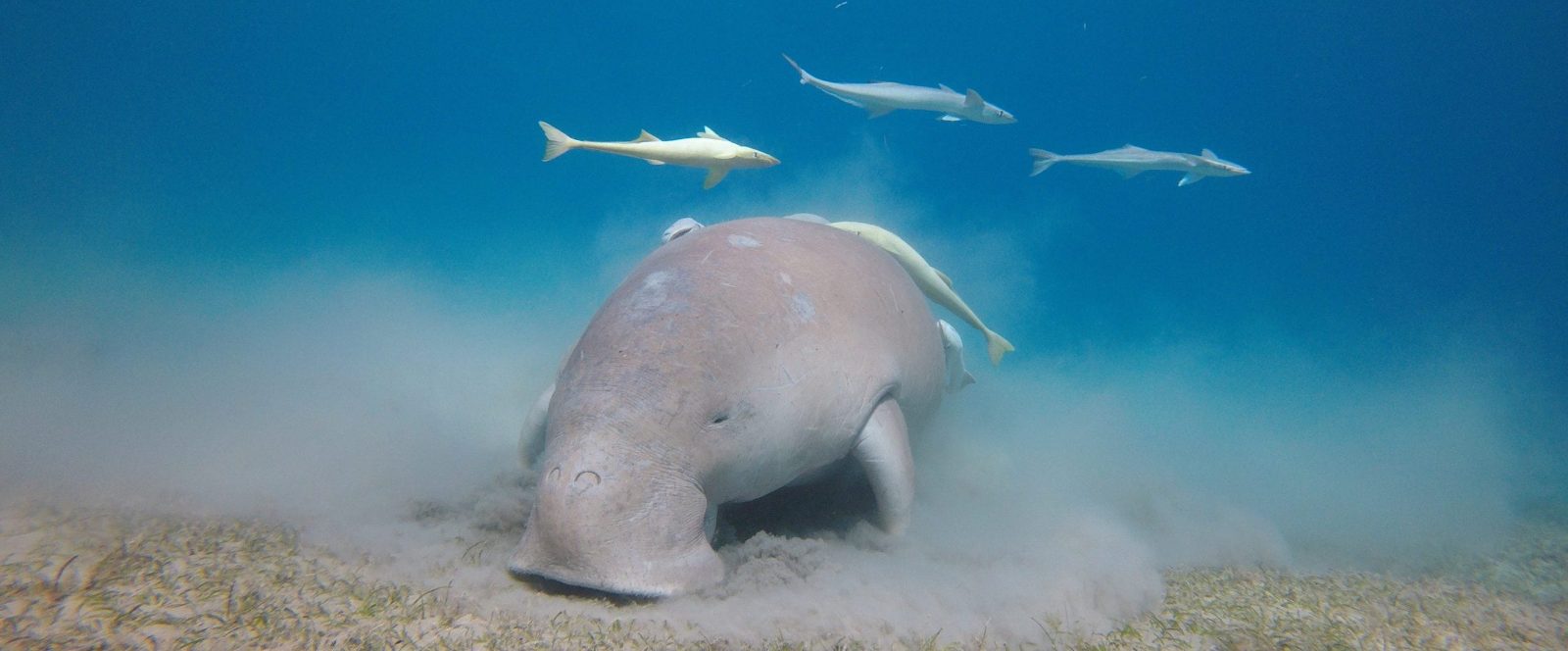 Marsa Mubarak Dugong Tour